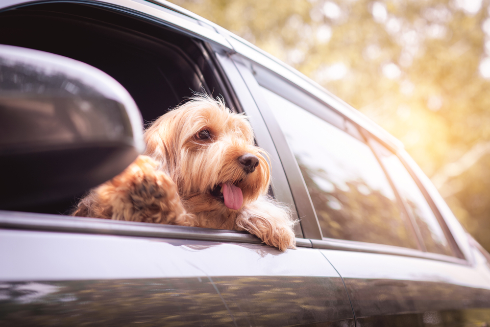 愛犬と車中泊したい!車で泊まるときの注意点とは