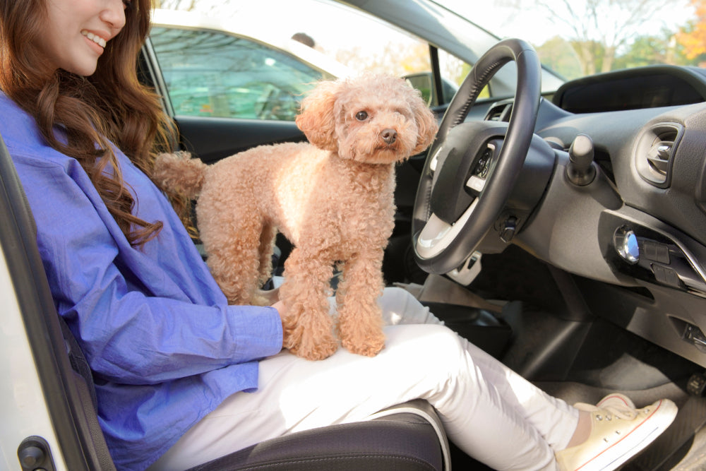 ペットと車中泊するには?注意点や便利アイテムを紹介