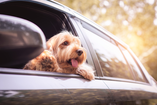 愛犬と車中泊したい！車で泊まるときの注意点とは